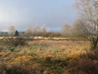 Landscape in the Hautes Fagnes, in the Ardennes