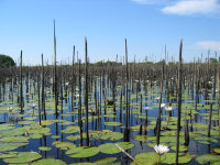 Okavango Delta, Botswana